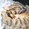 animal, blanket, cat, cozy, cute, ears, feline, fur, greenery, indoor, nose, paw, pet, relaxed, resting, sleeping, soft, tabby, whiskers, window