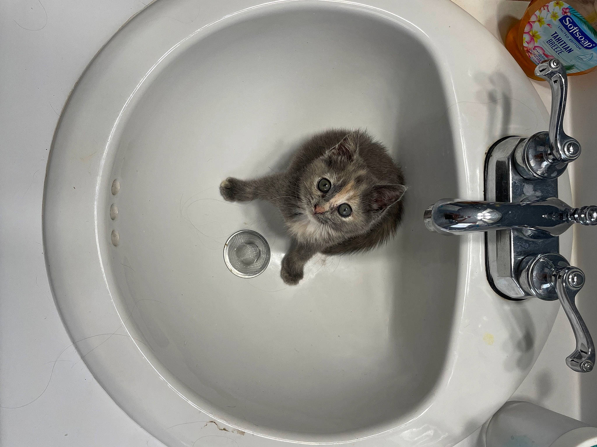 Darcy joined the competition — help win amazing prizes! bathroom, bathroom_sink, carnivore, cat, circle, domestic_short_haired_cat, felidae, fluid, fur, household_hardware, mammal, plumbing, plumbing_fitting, plumbing_fixture, sink, small_to_medium_sized_cats, tail, tap, vertebrate, whiskers