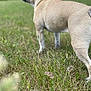 dog, french_bulldog, grass, field, outdoor, nature, blur, shallow_depth_of_field, back_view, standing, tan_coat, ears, tail, summer, sky, trees, close_up, pet, paws, profile
