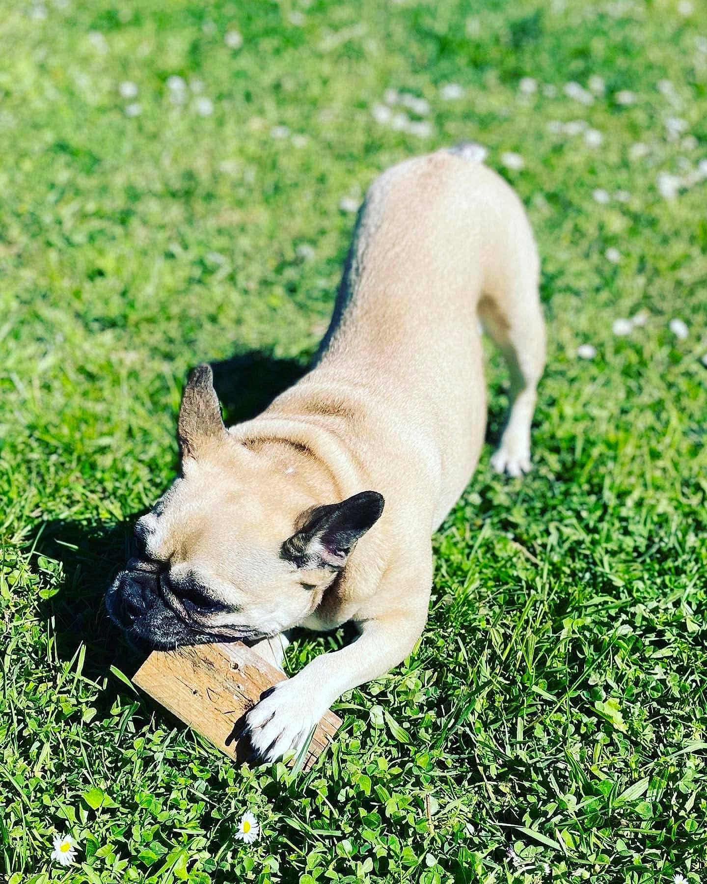 Mia participe au concours pour gagner de l'argent avec cette photo : dog, french_bulldog, grass, outdoor, chewing, wood, paw, ear, snout, sunlight, shadow, greenery, daisy, lawn, pet, mammal, playful, close_up, daylight, summer