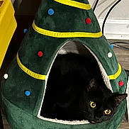 Mally Girl joined the competition — help win amazing prizes! animal, blackcat, canine, cat, dog, dogbed, manx, person, pet