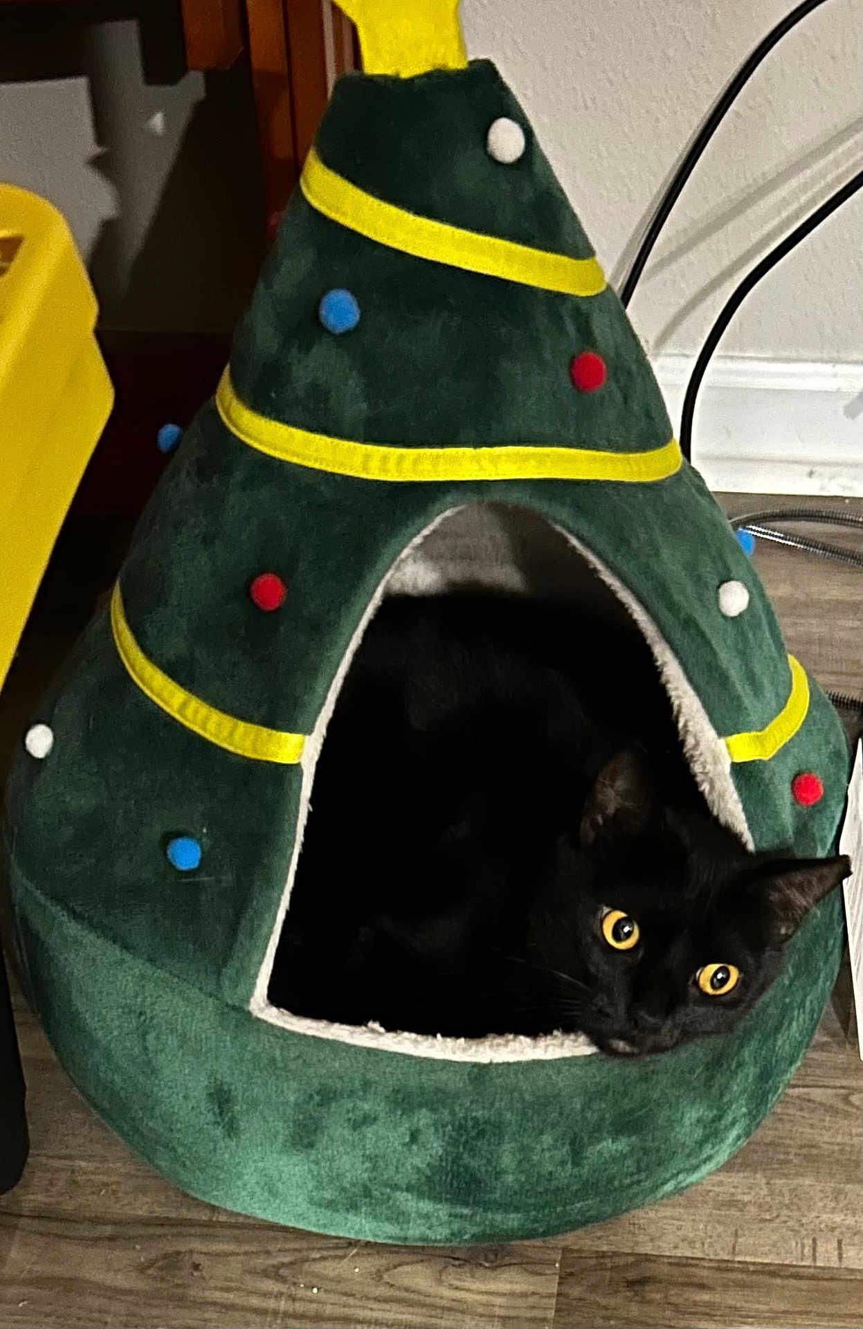 Mally Girl joined the competition — help win amazing prizes! animal, blackcat, canine, cat, dog, dogbed, manx, person, pet