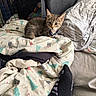 Hunter is registered to the contest to win money with this photo: animal, bed, bedding, bedroom, blanket, blue_collar, cat, collar, cozy, crate, cute, household, indoors, kitten, pet, pet_carrier, photography, pillow, sitting, tabby