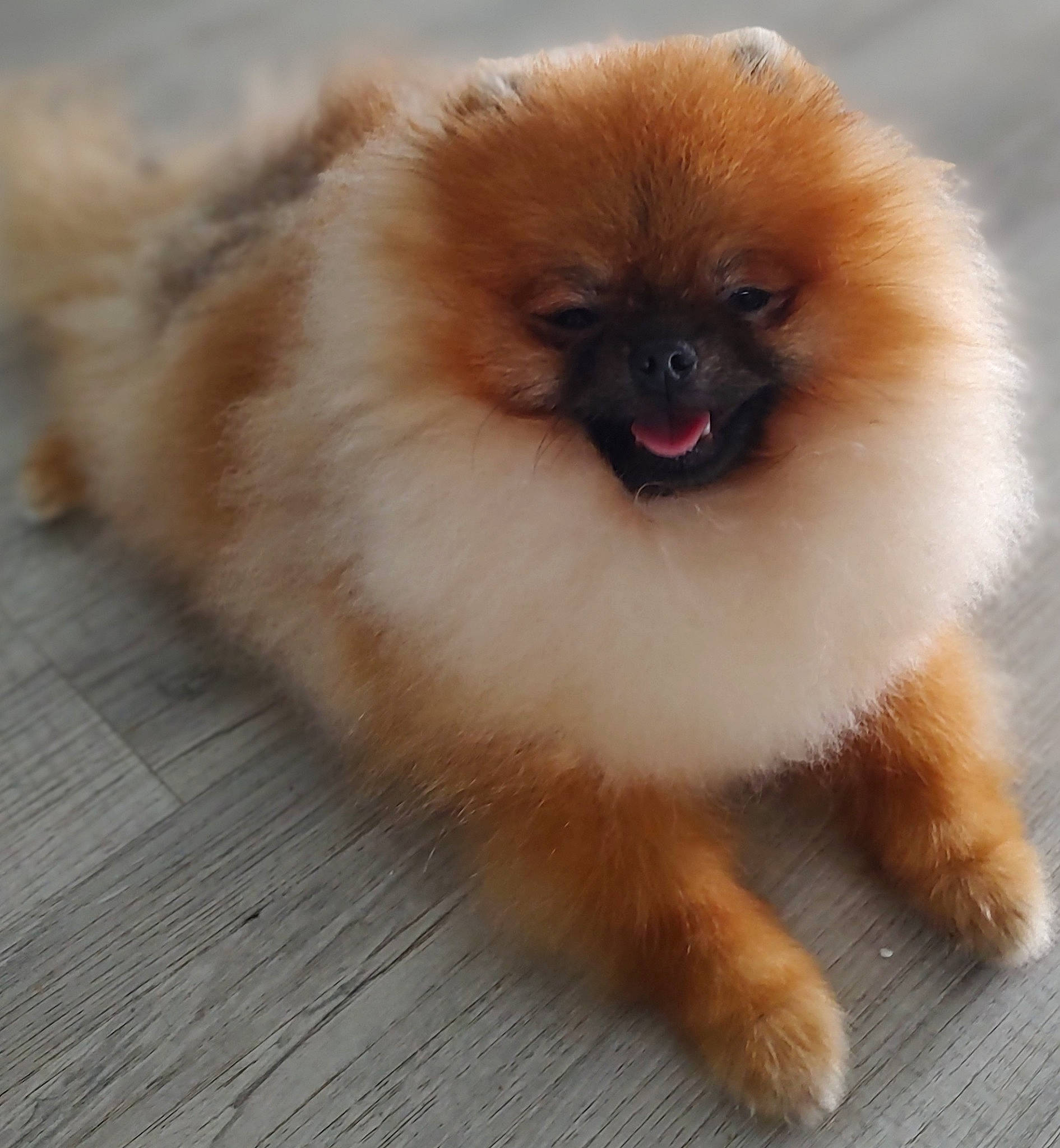 Bigman is registered to the contest to win money with this photo: canidae, carnivore, companion_dog, dog, dog_breed, fawn, fur, german_spitz, german_spitz_klein, german_spitz_mittel, iris, liver, non_sporting_group, snout, spitz, sporting_group, terrestrial_animal, toy_dog, whiskers, working_animal