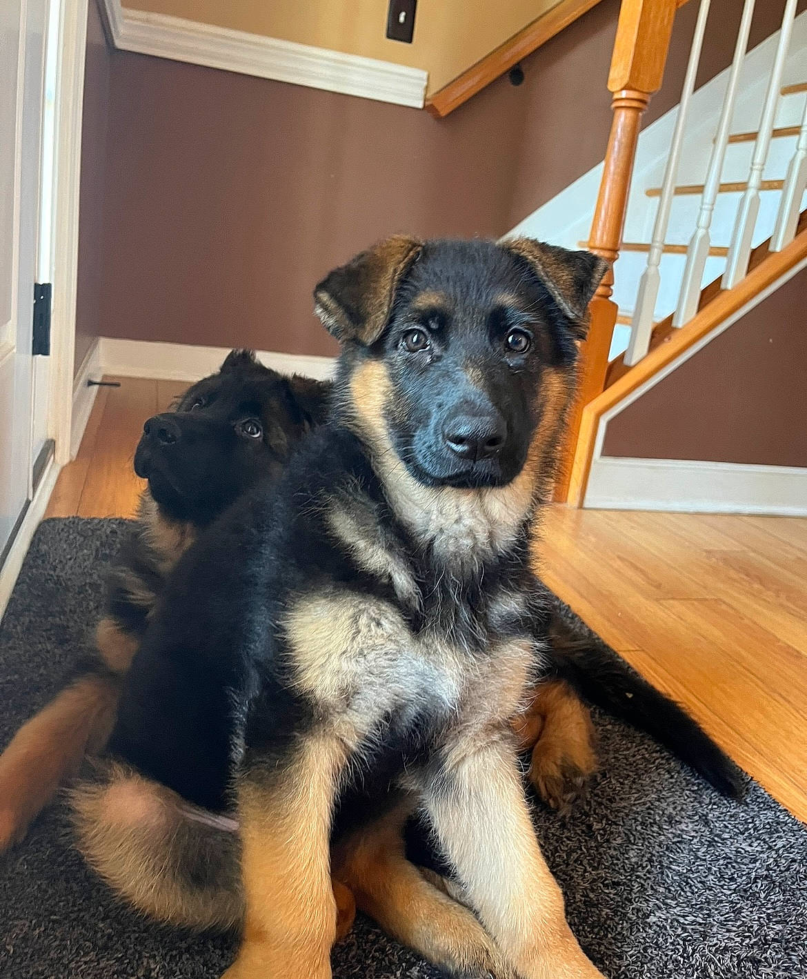 Zoe is registered to the contest to win money with this photo: canidae, carnivore, companion_dog, dog, dog_breed, fawn, flooring, fur, hardwood, paw, snout, sporting_group, whiskers, wood, working_dog