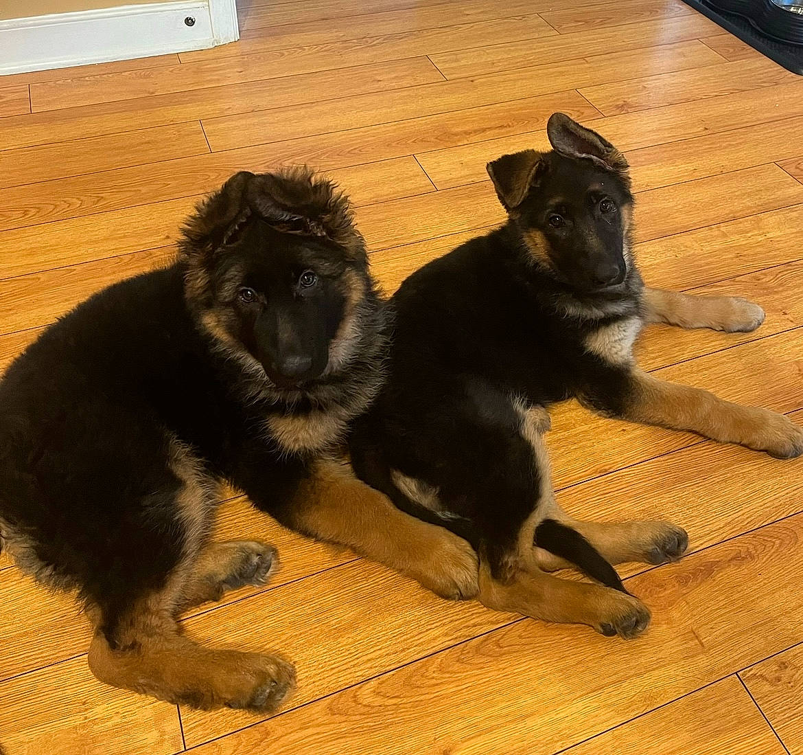 Zoe joined the competition — help win amazing prizes! canidae, carnivore, claw, companion_dog, dog, dog_breed, flooring, fur, guard_dog, hardwood, paw, snout, sporting_group, tail, terrestrial_animal, wood, wood_flooring, wood_stain, working_animal, working_dog