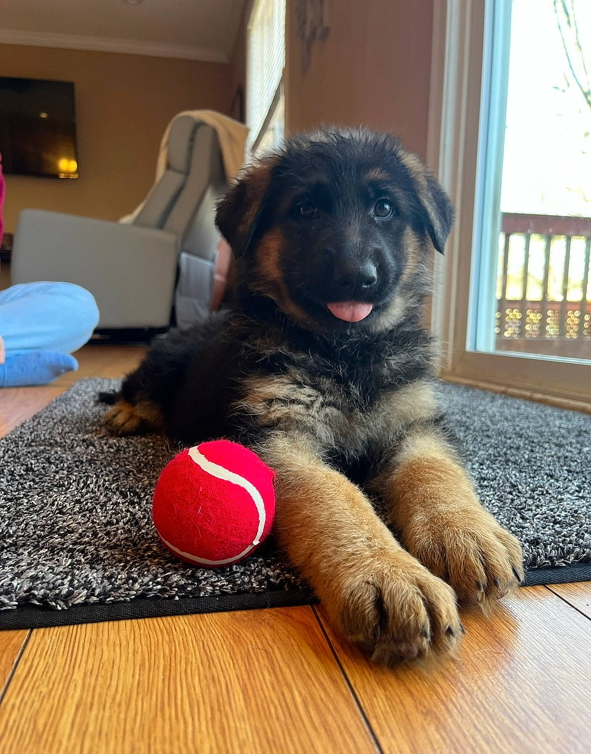 Zoe joined the competition — help win amazing prizes! ball, canidae, carnivore, comfort, companion_dog, couch, dog, dog_breed, dog_supply, door_mat, fence, floor, flooring, hardwood, lamp, snout, sporting_group, window, wood, working_animal