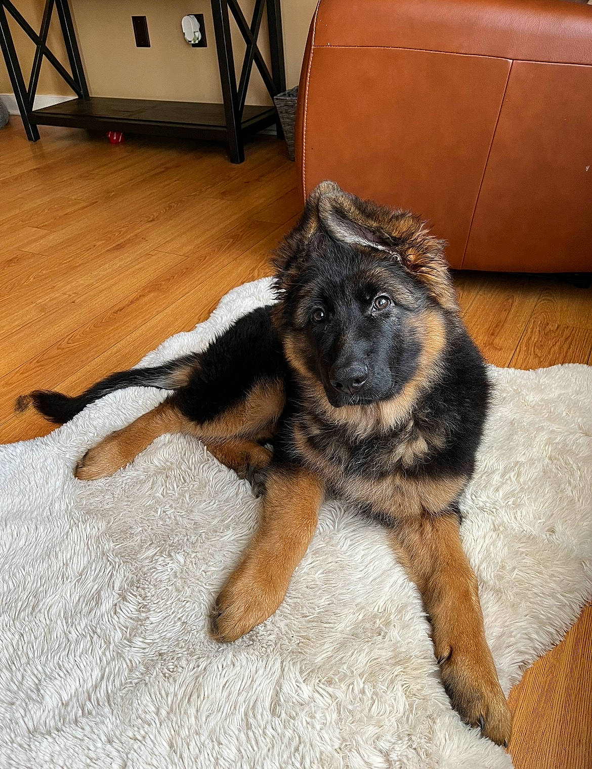 Zella joined the competition — help win amazing prizes! barefoot, canidae, carnivore, claw, comfort, companion_dog, dog, dog_breed, fawn, flooring, foot, fur, hardwood, paw, snout, sporting_group, tail, terrestrial_animal, wood, working_animal