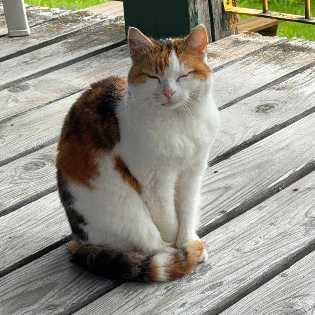 Chipie participe au concours pour gagner de l'argent avec cette photo : abyssinian, animal, architecture, balcony, boardwalk, bridge, building, cat, deck, hardwood, house, housing, kitten, manx, pet, plywood, porch, railing, slate, wood