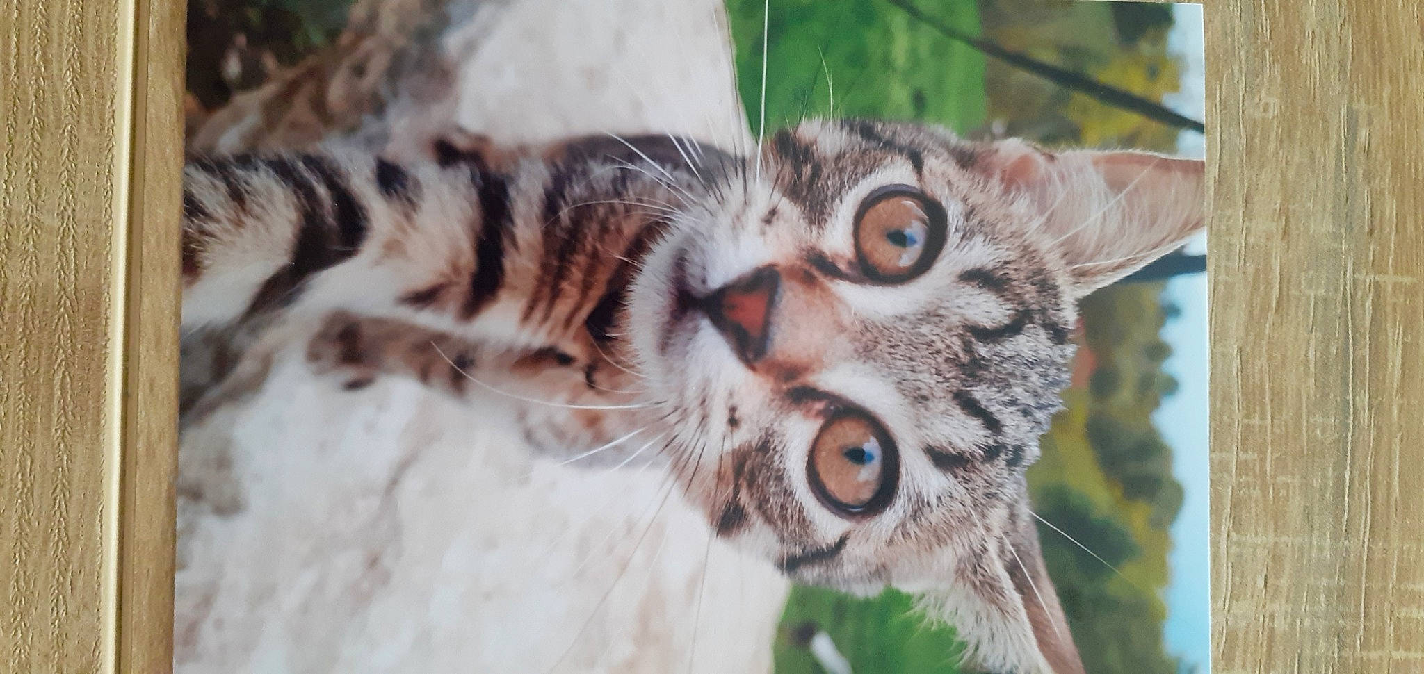 Phoenix participe au concours pour gagner de l'argent avec cette photo : bengal_tiger, carnivore, cat, close_up, dragon_li, european_shorthair, eye, felidae, head, kitten, mammal, ocelot, organism, small_to_medium_sized_cats, snout, tabby_cat, terrestrial_animal, vertebrate, whiskers, wildlife