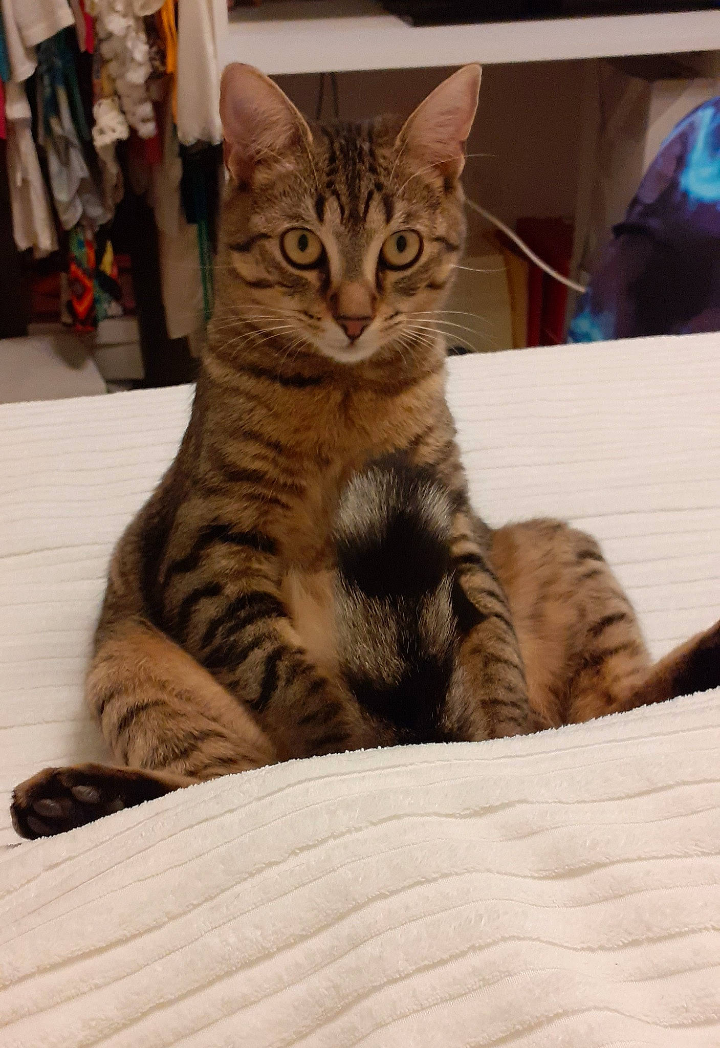 Phoenix a rejoint le concours — aidez-le/la à gagner de superbes lots ! american_shorthair, asian, bengal, california_spangled, carnivore, cat, domestic_short_haired_cat, dragon_li, egyptian_mau, european_shorthair, eye, felidae, kitten, mammal, small_to_medium_sized_cats, sokoke, tabby_cat, toyger, vertebrate, whiskers