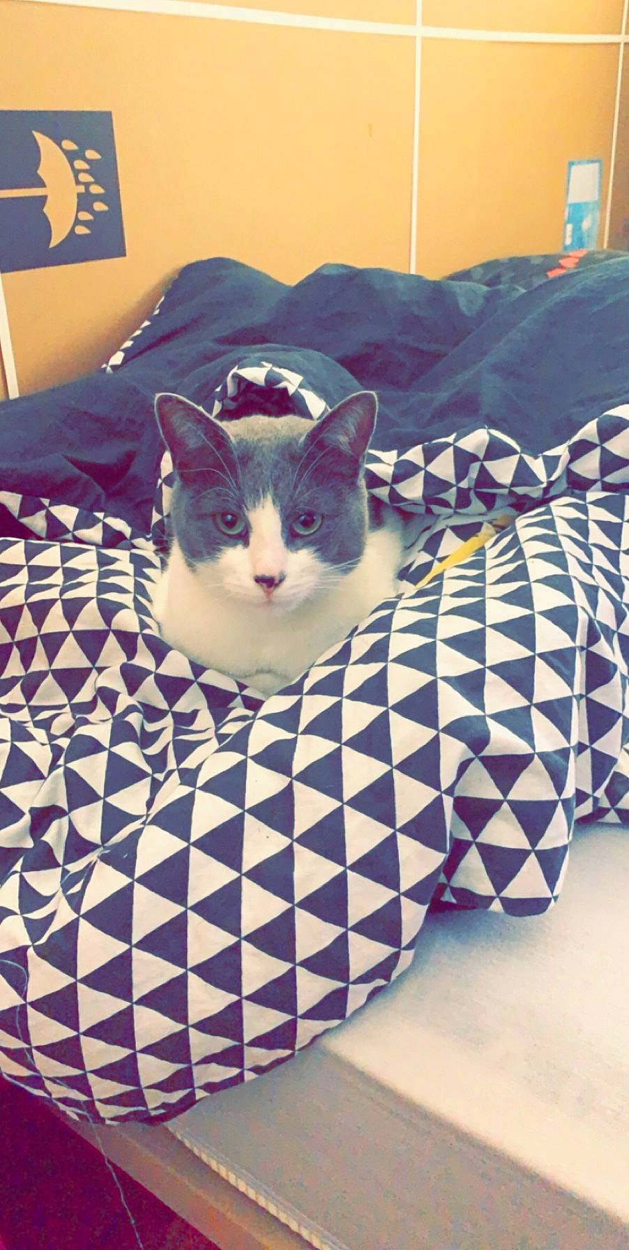 Jeykil a rejoint le concours — aidez-le/la à gagner de superbes lots ! bed_sheet, carnivore, cat, cat_bed, design, domestic_short_haired_cat, european_shorthair, felidae, furniture, kitten, linens, pattern, quilt, small_to_medium_sized_cats, textile, whiskers