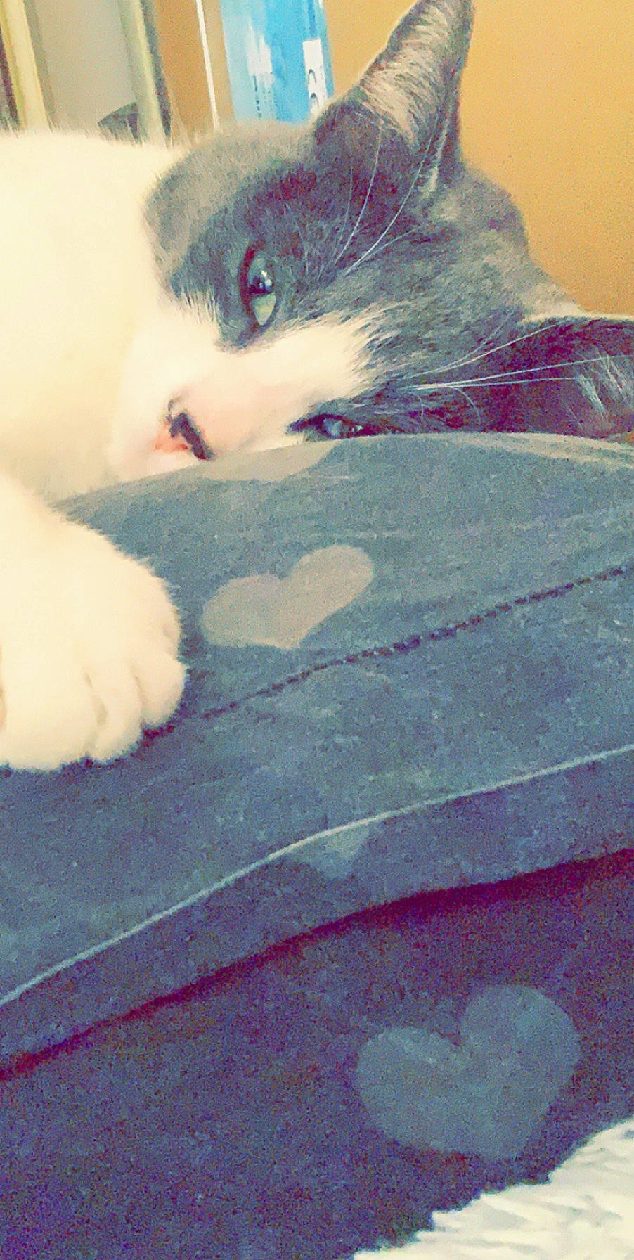 Jeykil a rejoint le concours — aidez-le/la à gagner de superbes lots ! carnivore, cat, eye, felidae, fur, kitten, persian, pink, skin, small_to_medium_sized_cats, tail, turkish_angora, turkish_van, whiskers