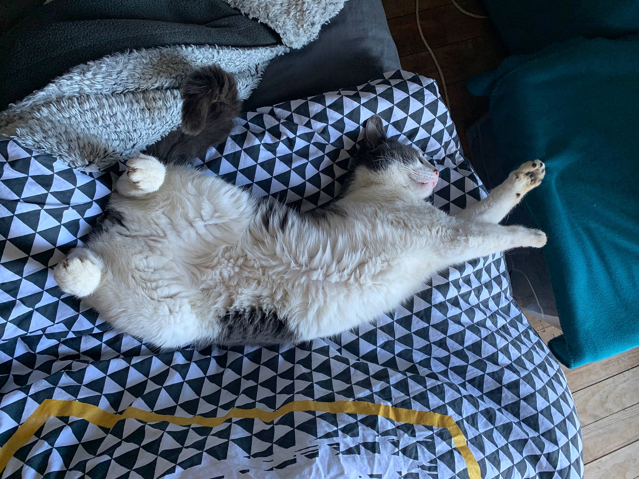 Jeykil participe au concours pour gagner de l'argent avec cette photo : bed_sheet, canidae, carnivore, cat, fawn, felidae, kitten, non_sporting_group, puppy, small_to_medium_sized_cats, whiskers