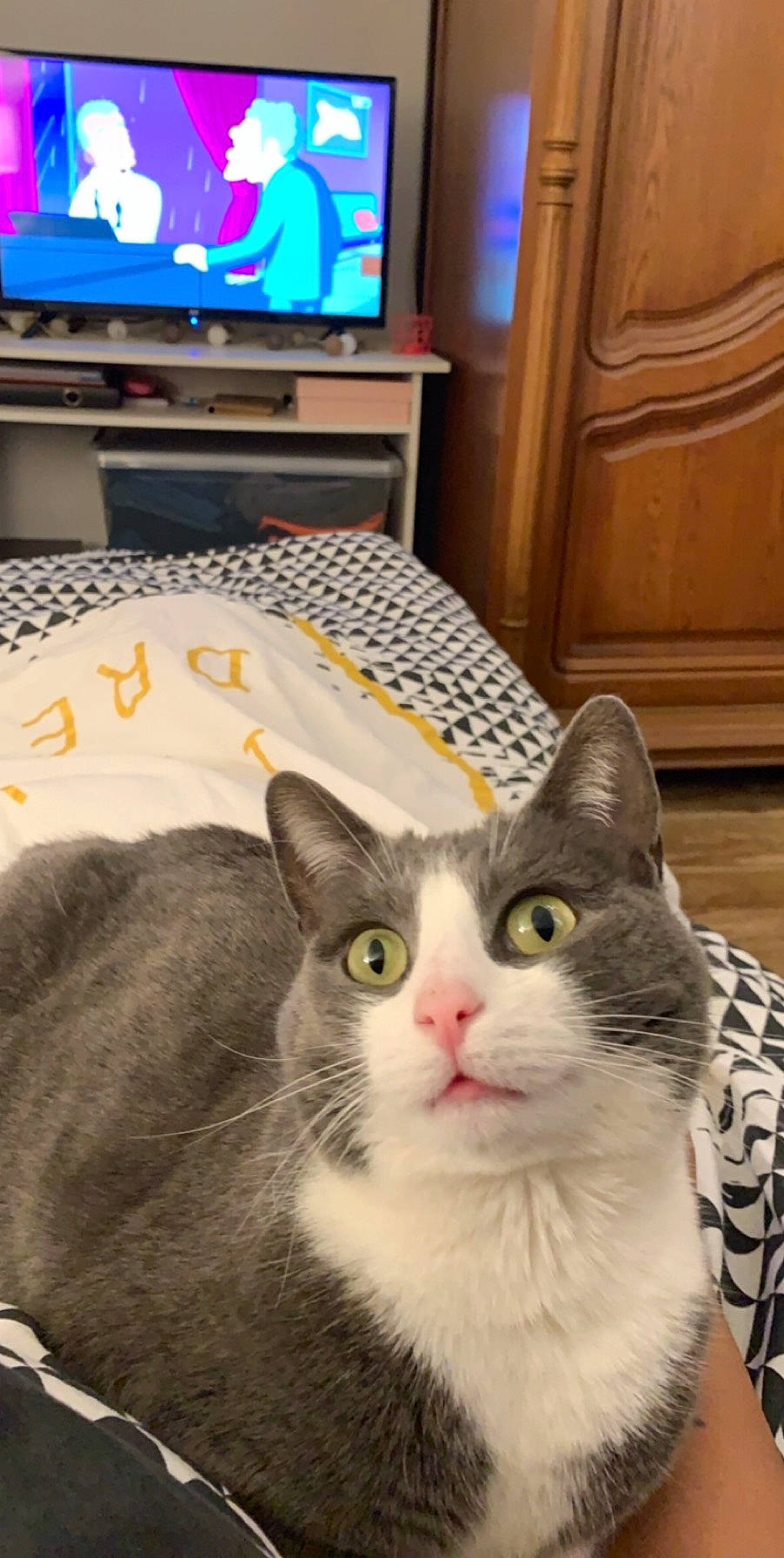 Ivy a rejoint le concours — aidez-le/la à gagner de superbes lots ! aegean_cat, american_curl, american_shorthair, american_wirehair, asian, burmilla, carnivore, cat, domestic_short_haired_cat, european_shorthair, felidae, kitten, mammal, polydactyl_cat, small_to_medium_sized_cats, tabby_cat, whiskers