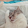 Pistache participe au concours pour gagner de l'argent avec cette photo : animal, bed, blanket, cat, close_up, cozy, cute, domestic_cat, face, fur, grey_fur, indoor, napping, paw, pet, relaxed, resting, sleeping, whiskers, white_fur