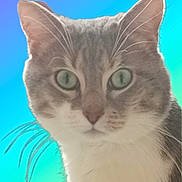 Pistache participe au concours pour gagner de l'argent avec cette photo : animal, blue, cat, close_up, cute, domestic_cat, ears, face, feline, fur, gradient_background, green, green_eyes, headshot, looking, pet, portrait, soft_focus, whiskers, whiskers_visible