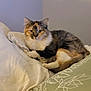animal, bed, calico, cat, cozy, cute, domestic, ears, feline, fur, home, indoor, looking, pet, pillow, relaxed, resting, sleepy, soft, whiskers