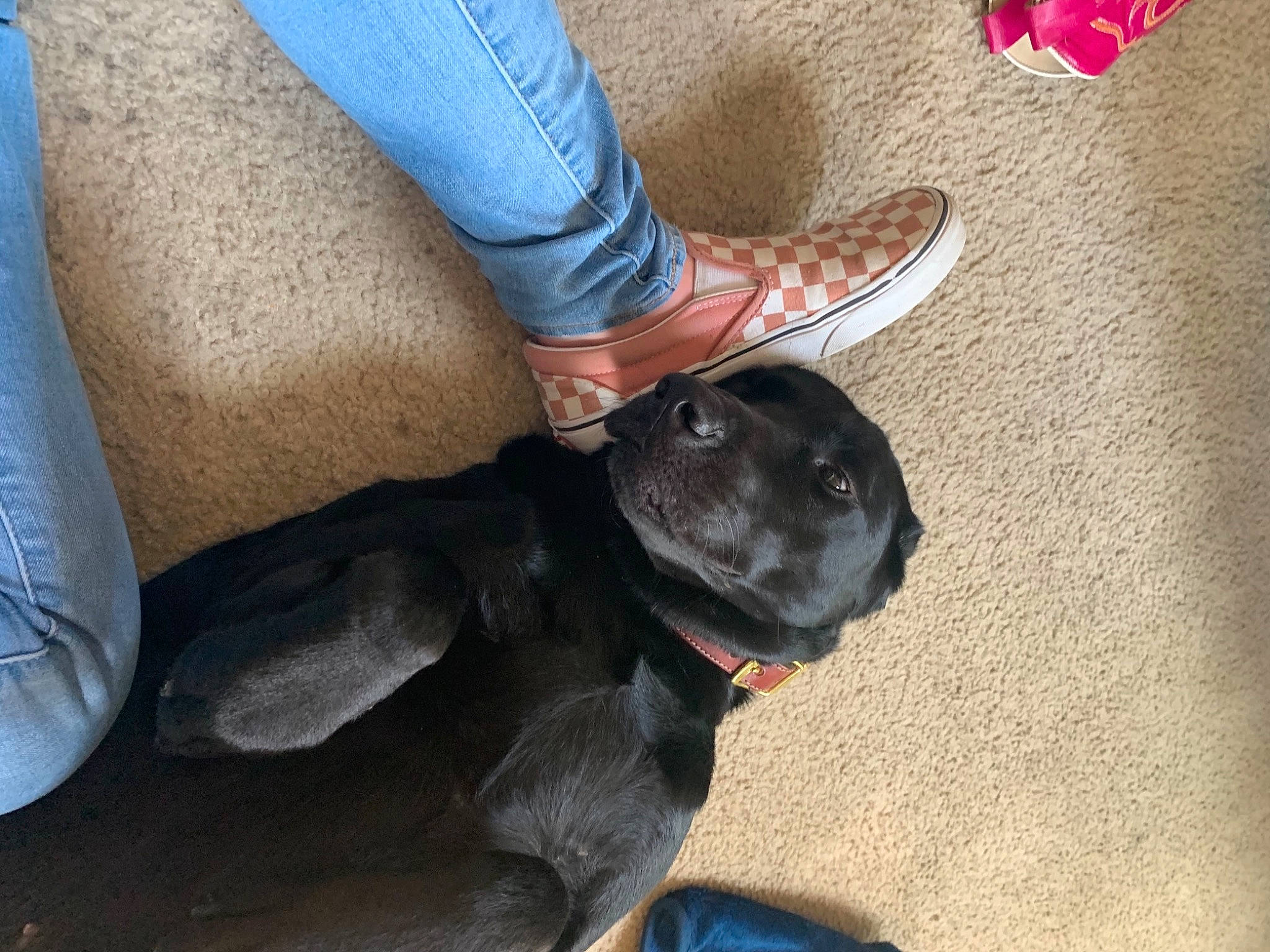 Aggie joined the competition — help win amazing prizes! ankle, canidae, carnivore, collar, comfort, companion_dog, denim, dog, dog_breed, dog_collar, electric_blue, foot, human, jeans, shoe, slipper, snout, sporting_group, walking_shoe, working_animal