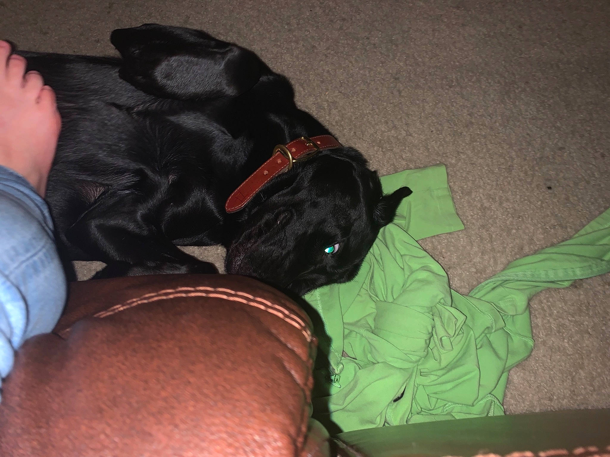 Aggie is registered to the contest to win money with this photo: borador, canidae, carnivore, comfort, companion_dog, denim, dog, dog_breed, dog_collar, foot, pet_supply, sporting_group, toe, working_animal, working_dog