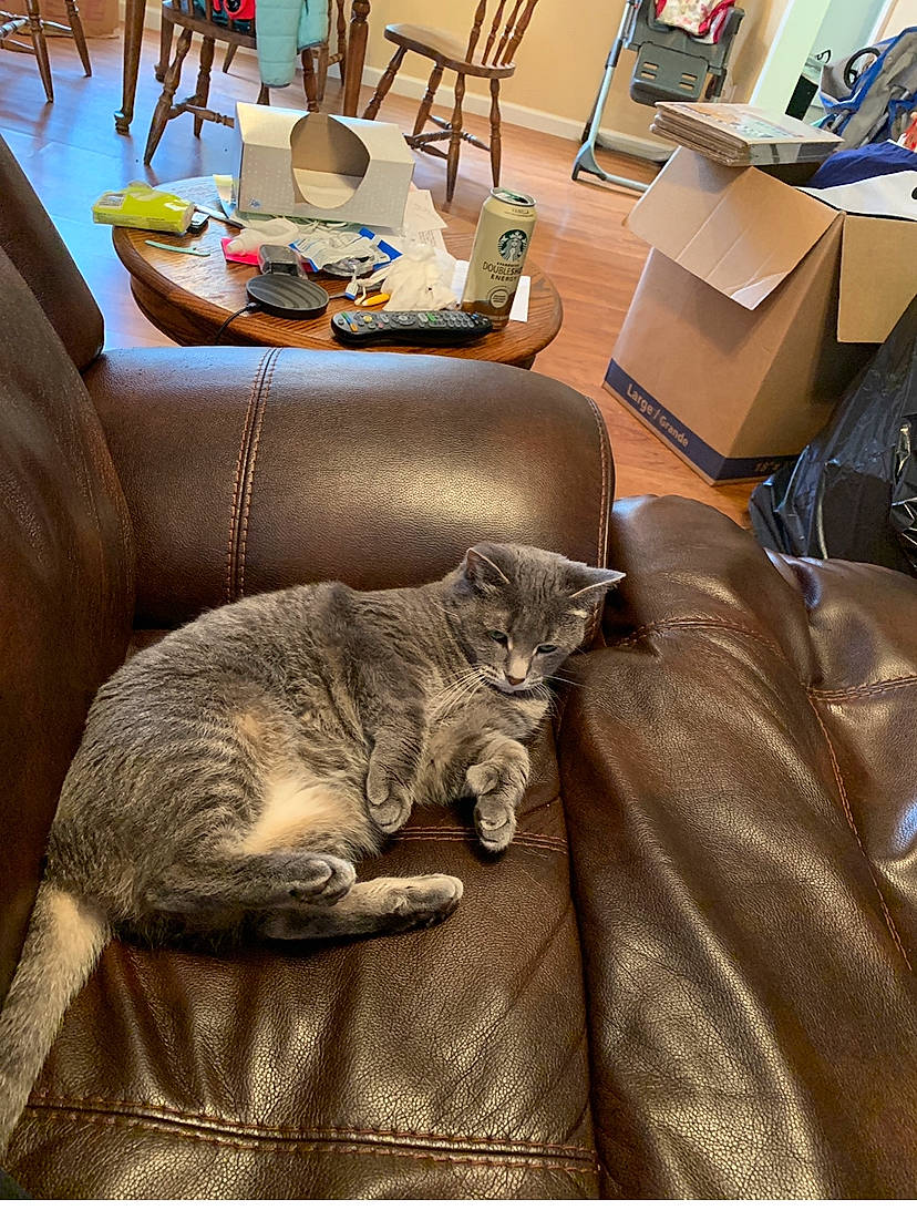 Lucy joined the competition — help win amazing prizes! box, cardboard, carnivore, carton, cat, couch, domestic_short_haired_cat, felidae, fur, home, home_accessories, interior_design, kitchen_dining_room_table, living_room, room, shipping_box, small_to_medium_sized_cats, tail, whiskers