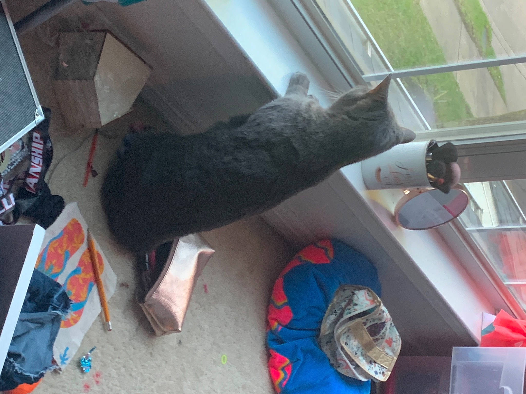Lucy joined the competition — help win amazing prizes! black_cat, box, carnivore, cat, daylighting, domestic_short_haired_cat, felidae, glass, home, small_to_medium_sized_cats, tail, transparent_material, whiskers