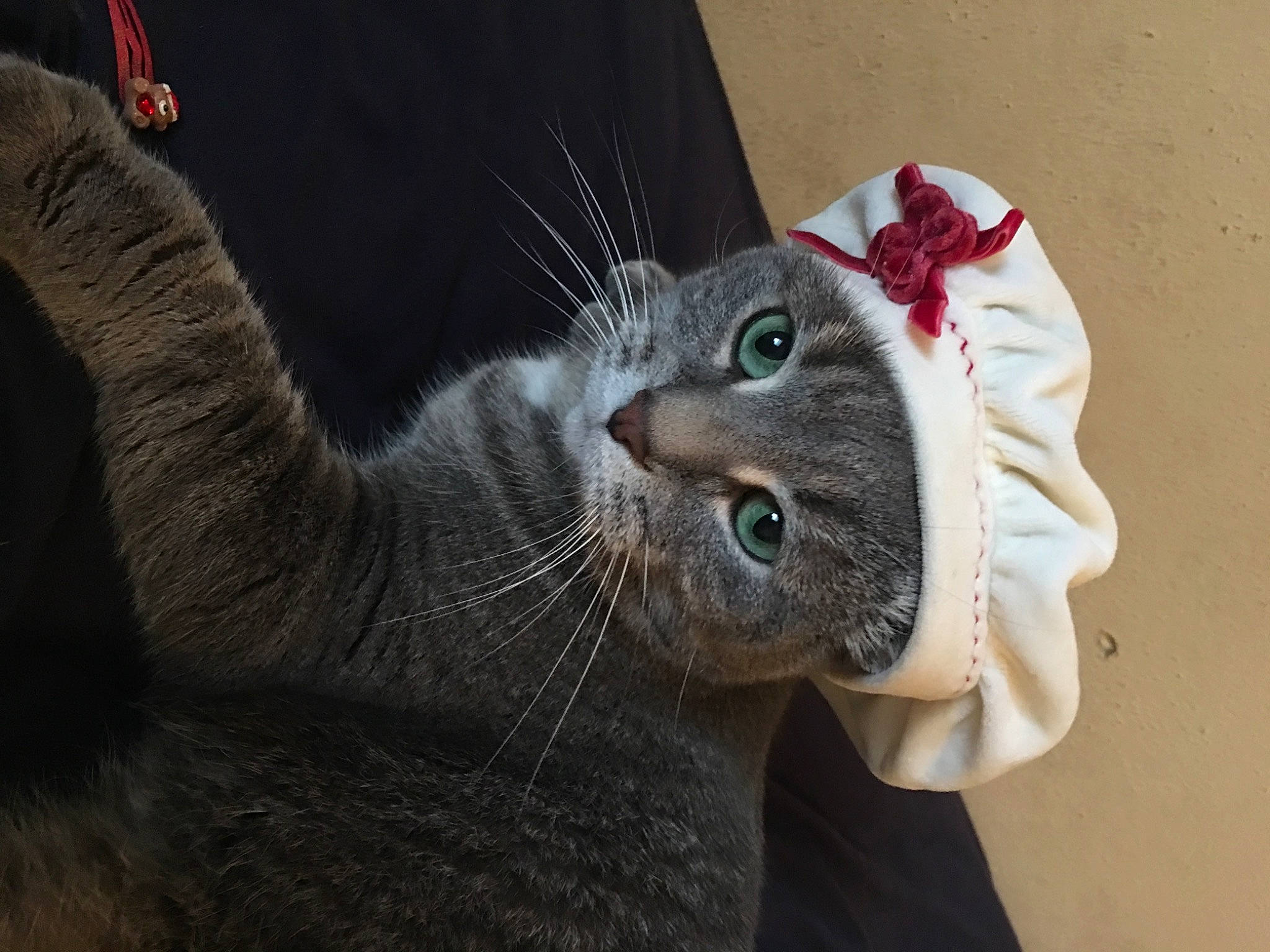 Lucy is registered to the contest to win money with this photo: carnivore, cat, curious, domestic_short_haired_cat, felidae, fur, small_to_medium_sized_cats, snout, vertebrate, whiskers