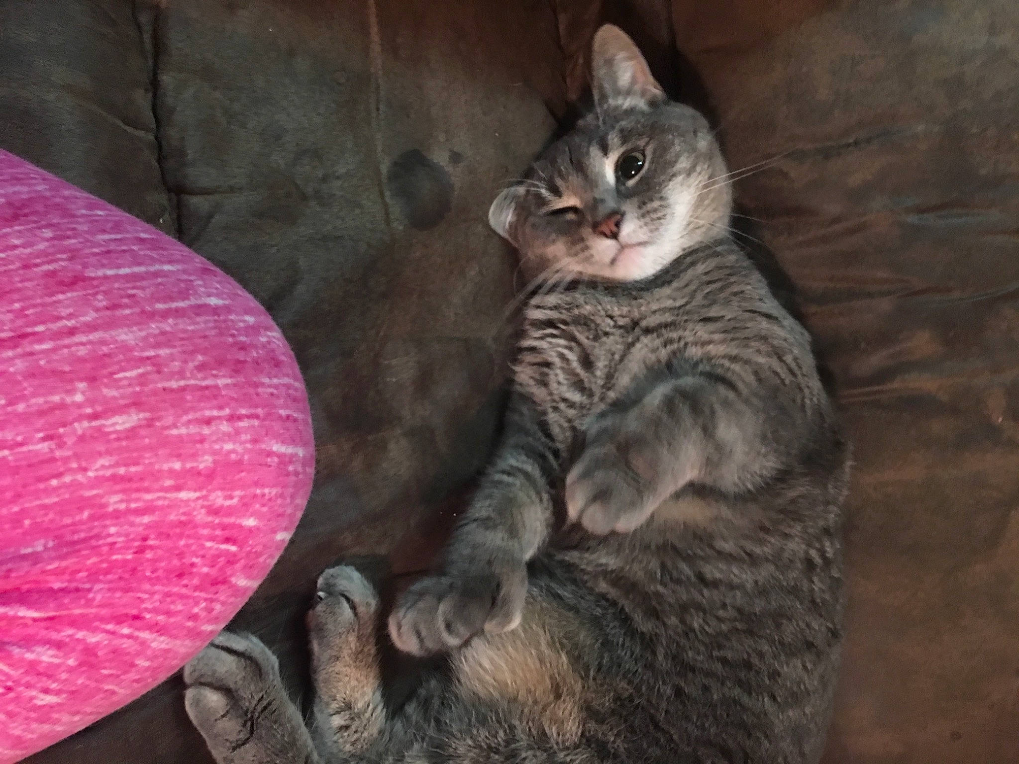 Lucy joined the competition — help win amazing prizes! carnivore, cat, domestic_short_haired_cat, felidae, fur, grey, magenta, natural_material, paw, pet_supply, skin, small_to_medium_sized_cats, snout, tail, toe, vertebrate, whiskers