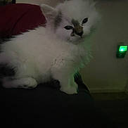 Lynx joined the competition — help win amazing prizes! kitten, cat, animal, pet, fluffy, white, dark_patch, indoor, dim_light, relaxing, cute, feline, small, young, fur, resting, domestic, quiet, cozy, sleepy