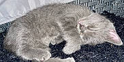 Ash is registered to the contest to win money with this photo: kitten, sleeping, gray_cat, pet, fur, cute, animal, cozy, resting, paw, whiskers, indoor, closeup, feline, small, soft, domestic_animal, young, adorable, nap
