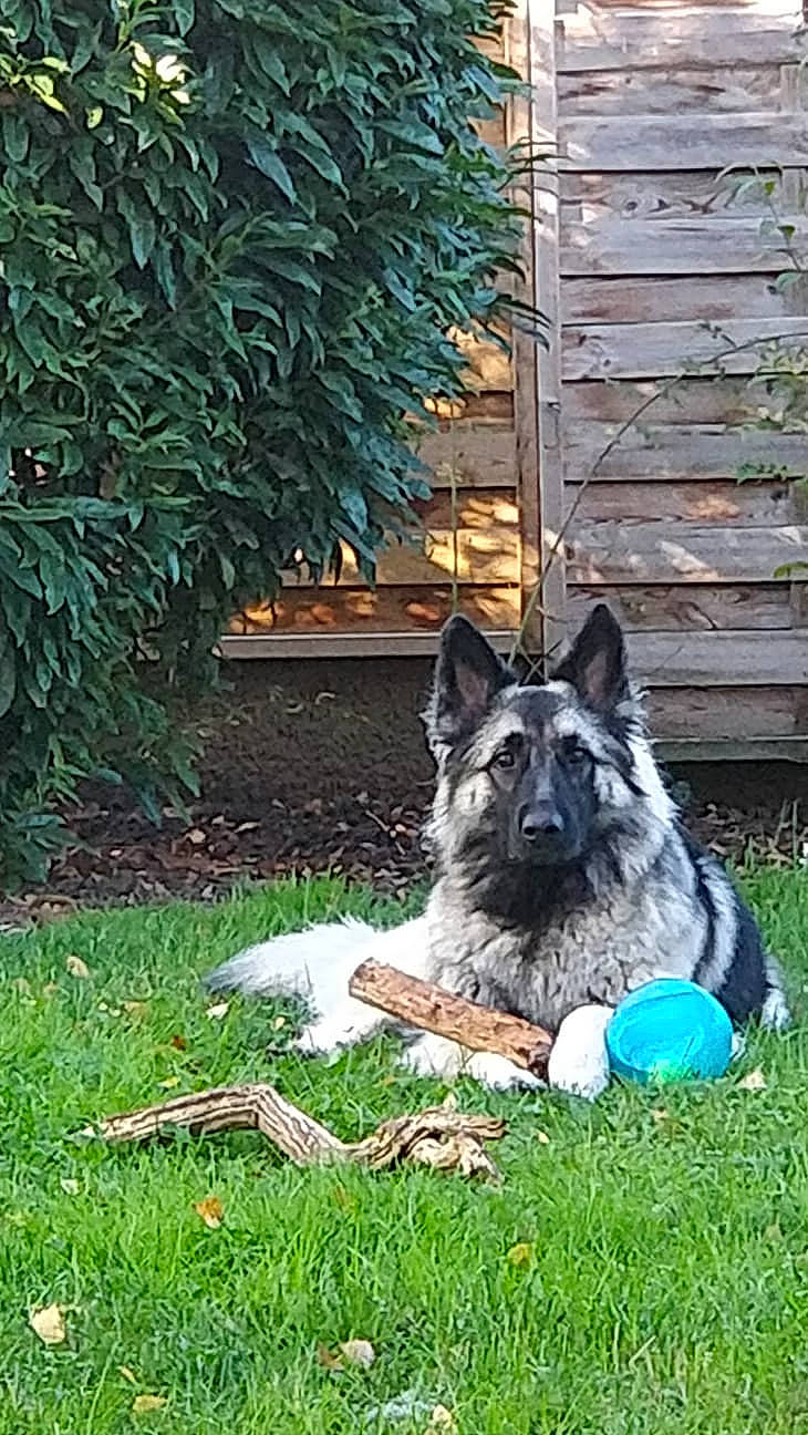 Elka a rejoint le concours — aidez-le/la à gagner de superbes lots ! canidae, carnivore, dog, dog_breed, east_european_shepherd, fawn, german_shepherd_dog, grass, mammal, norwegian_elkhound, old_german_shepherd_dog, plant, shiloh_shepherd_dog, vertebrate