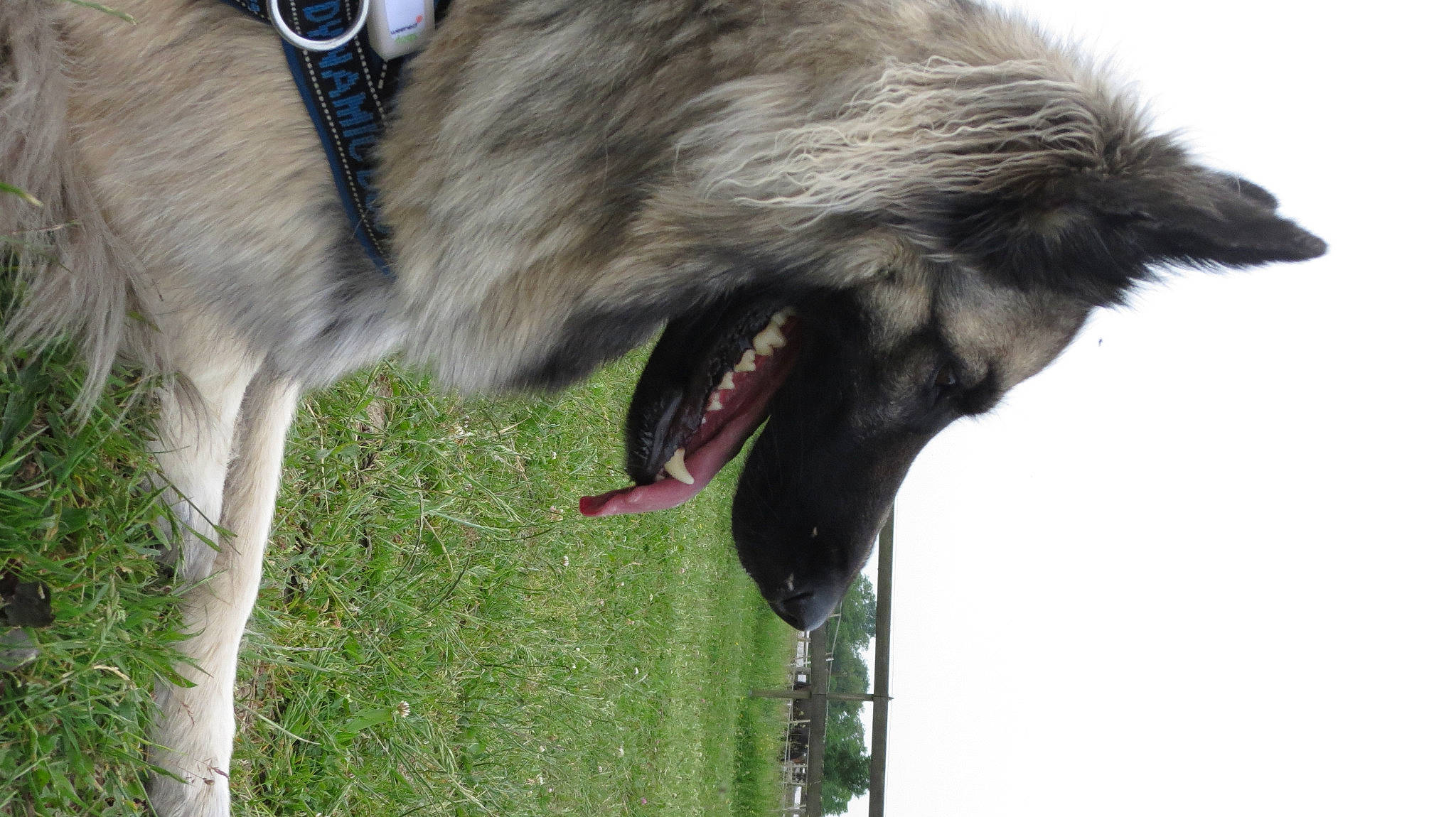 Elka participe au concours pour gagner de l'argent avec cette photo : black_norwegian_elkhound, canidae, carnivore, dog, dog_breed, norwegian_elkhound, snout, vertebrate