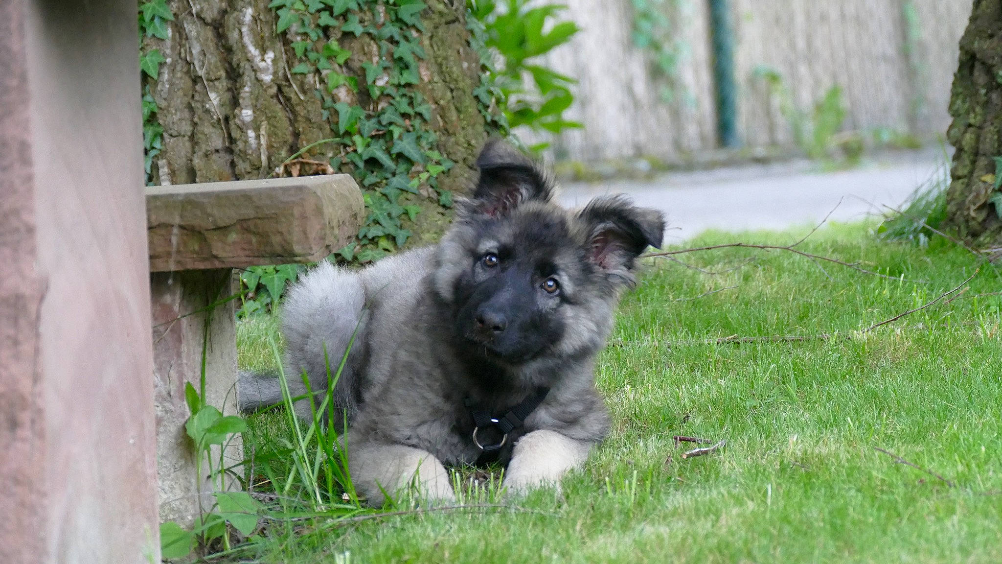 Elka participe au concours pour gagner de l'argent avec cette photo : canidae, carnivore, dog, dog_breed, eurasier, keeshond, mammal, puppy, rare_breed_dog, vertebrate