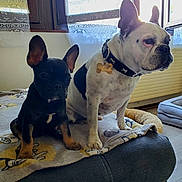 Inka Et Anika participe au concours pour gagner de l'argent avec cette photo : animal, black_dog, blanket, collar, companion, couch, curtains, cute, dog, domestic, floor, french_bulldog, furniture, indoor, pet, puppy, resting, sunlight, white_dog, window