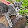 cat, gray_cat, tabby, animal, pet, outdoor, grass, rusty_metal, hand, resting, nature, paw, feline, relaxed, greenery, closeup, domestic_cat, texture, rust, calm