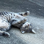 Skittles joined the competition — help win amazing prizes! cat, tabby, gray_cat, pet, animal, lying_down, playful, outdoor, concrete, paws, fur, whiskers, green_eyes, relaxed, cute, mammal, domestic_animal, curious, resting, close_up