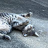 cat, tabby, gray_cat, pet, animal, lying_down, playful, outdoor, concrete, paws, fur, whiskers, green_eyes, relaxed, cute, mammal, domestic_animal, curious, resting, close_up