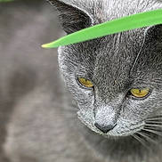 Licorice joined the competition — help win amazing prizes! cat, gray_cat, yellow_eyes, green_leaves, plants, outdoor, nature, close_up, animal, pet, fur, whiskers, garden, foliage, curious, wildlife, mammal, portrait, eye_contact, stealthy