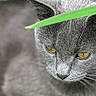 cat, gray_cat, yellow_eyes, green_leaves, plants, outdoor, nature, close_up, animal, pet, fur, whiskers, garden, foliage, curious, wildlife, mammal, portrait, eye_contact, stealthy