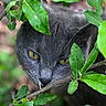 Licorice joined the competition — help win amazing prizes! cat, gray_cat, animal, pet, outdoor, greenery, leaves, nature, closeup, face, eyes, stealth, wildlife, feline, plant, bush, curious, hidden, flora, portrait