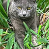 Licorice is registered to the contest to win money with this photo: cat, gray_cat, animal, pet, outdoor, grass, greenery, nature, feline, wildlife, relaxed, stretching, closeup, portrait, focus, fur, whiskers, yellow_eyes, daylight, natural_light