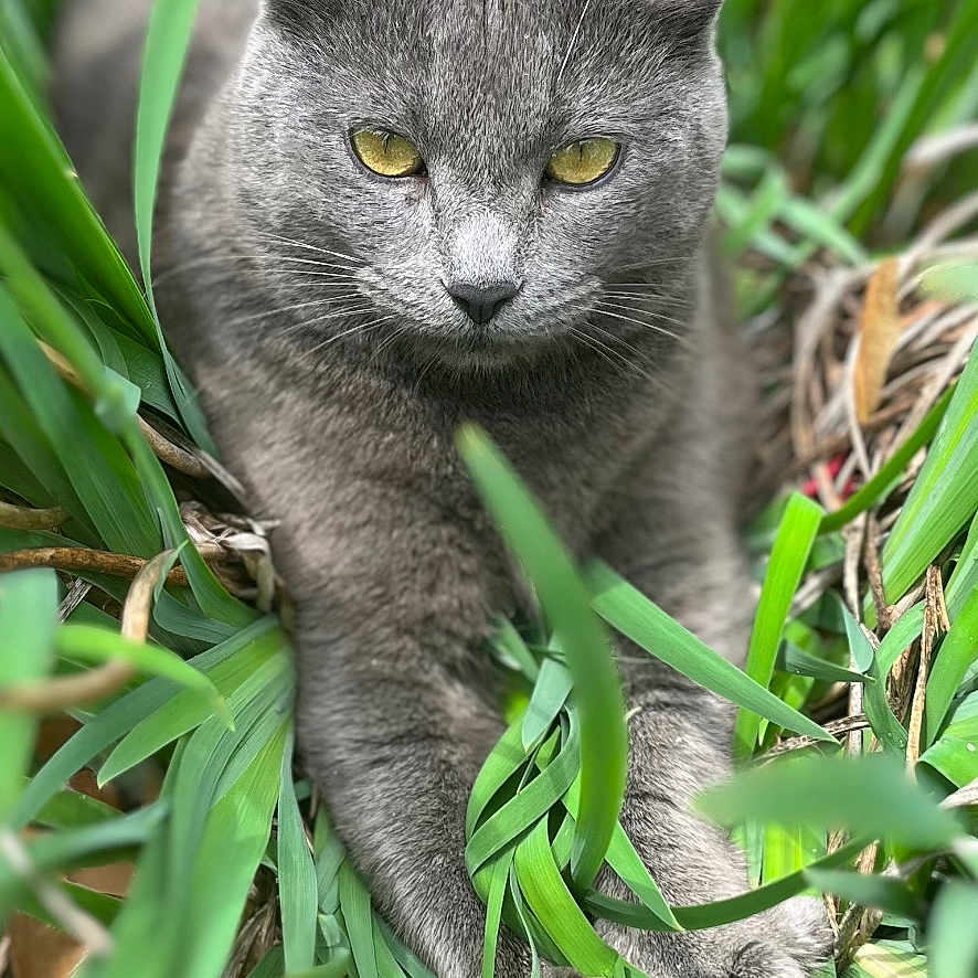 Licorice is registered to the contest to win money with this photo: cat, gray_cat, animal, pet, outdoor, grass, greenery, nature, feline, wildlife, relaxed, stretching, closeup, portrait, focus, fur, whiskers, yellow_eyes, daylight, natural_light