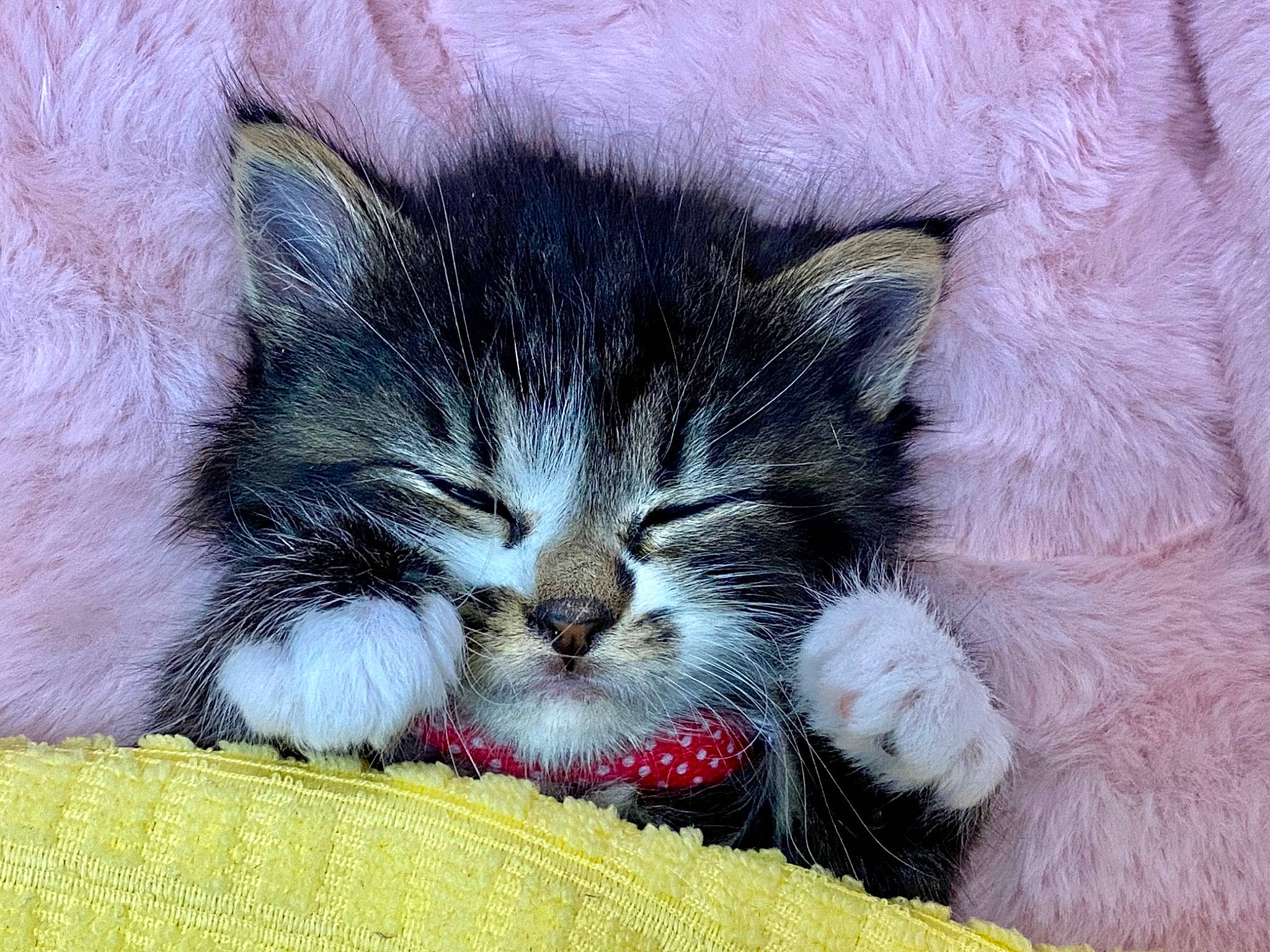 Jules is registered to the contest to win money with this photo: carnivore, cat, cat_supply, claw, comfort, domestic_short_haired_cat, felidae, foot, fur, grass, nap, paw, photo_caption, sleep, small_to_medium_sized_cats, snout, tail, terrestrial_animal, whiskers