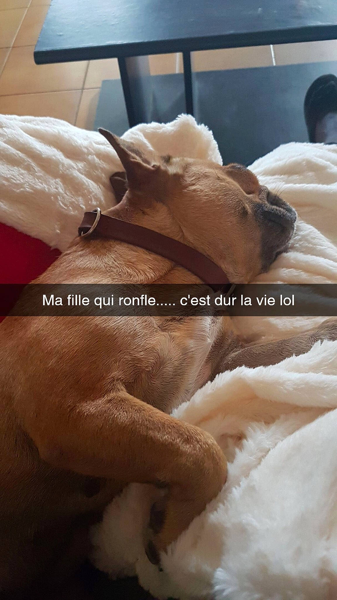 Isis a rejoint le concours — aidez-le/la à gagner de superbes lots ! canidae, carnivore, companion_dog, fawn, fur, non_sporting_group, skin