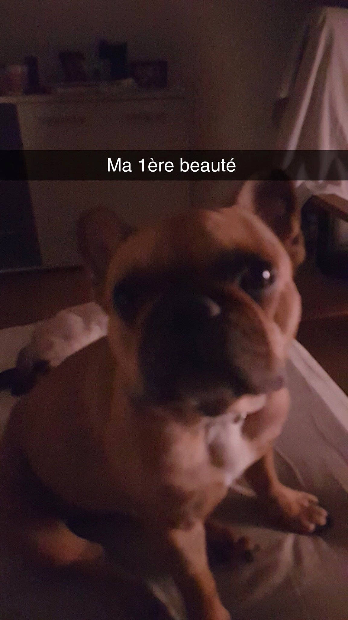 Isis a rejoint le concours — aidez-le/la à gagner de superbes lots ! australian_bulldog, bulldog, canidae, carnivore, companion_dog, dog, dog_breed, ear, fawn, french_bulldog, non_sporting_group, nose, photo_caption, photography, pug, puppy, puppy_love, selfie, snout, toy_bulldog