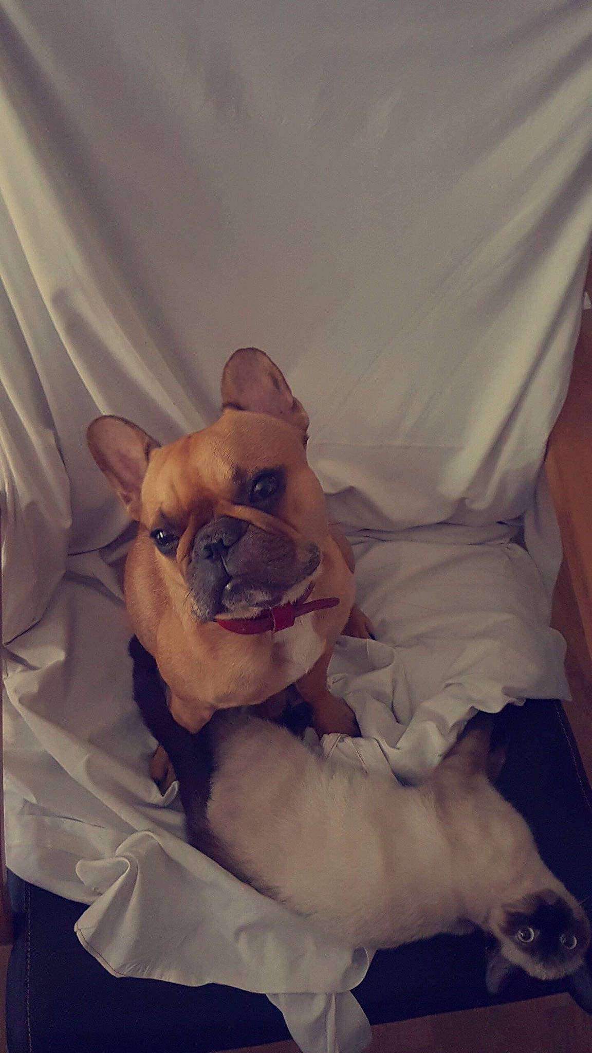 Isis a rejoint le concours — aidez-le/la à gagner de superbes lots ! bulldog, canidae, carnivore, companion_dog, dog, dog_breed, fawn, french_bulldog, mammal, non_sporting_group, old_english_bulldog, puppy, puppy_love, skin, snout, toy_bulldog