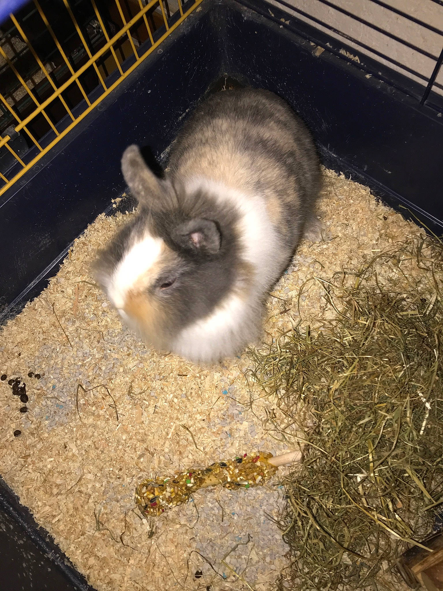 Queeny participe au concours pour gagner de l'argent avec cette photo : angora_rabbit, animal_shelter, domestic_rabbit, hare, rabbit, rabbits_and_hares