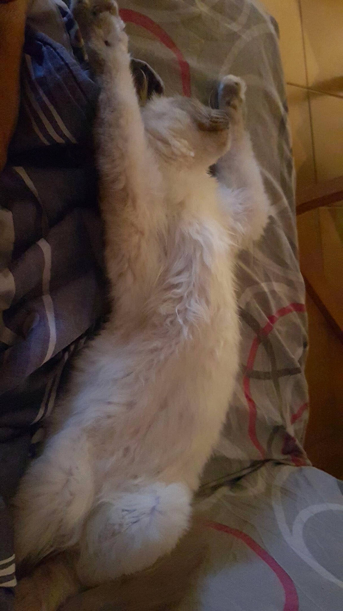 Shadow a rejoint le concours — aidez-le/la à gagner de superbes lots ! balinese, birman, carnivore, cat, claw, domestic_long_haired_cat, fawn, felidae, fur, javanese, mammal, paw, ragdoll, small_to_medium_sized_cats, tail, turkish_angora, whiskers