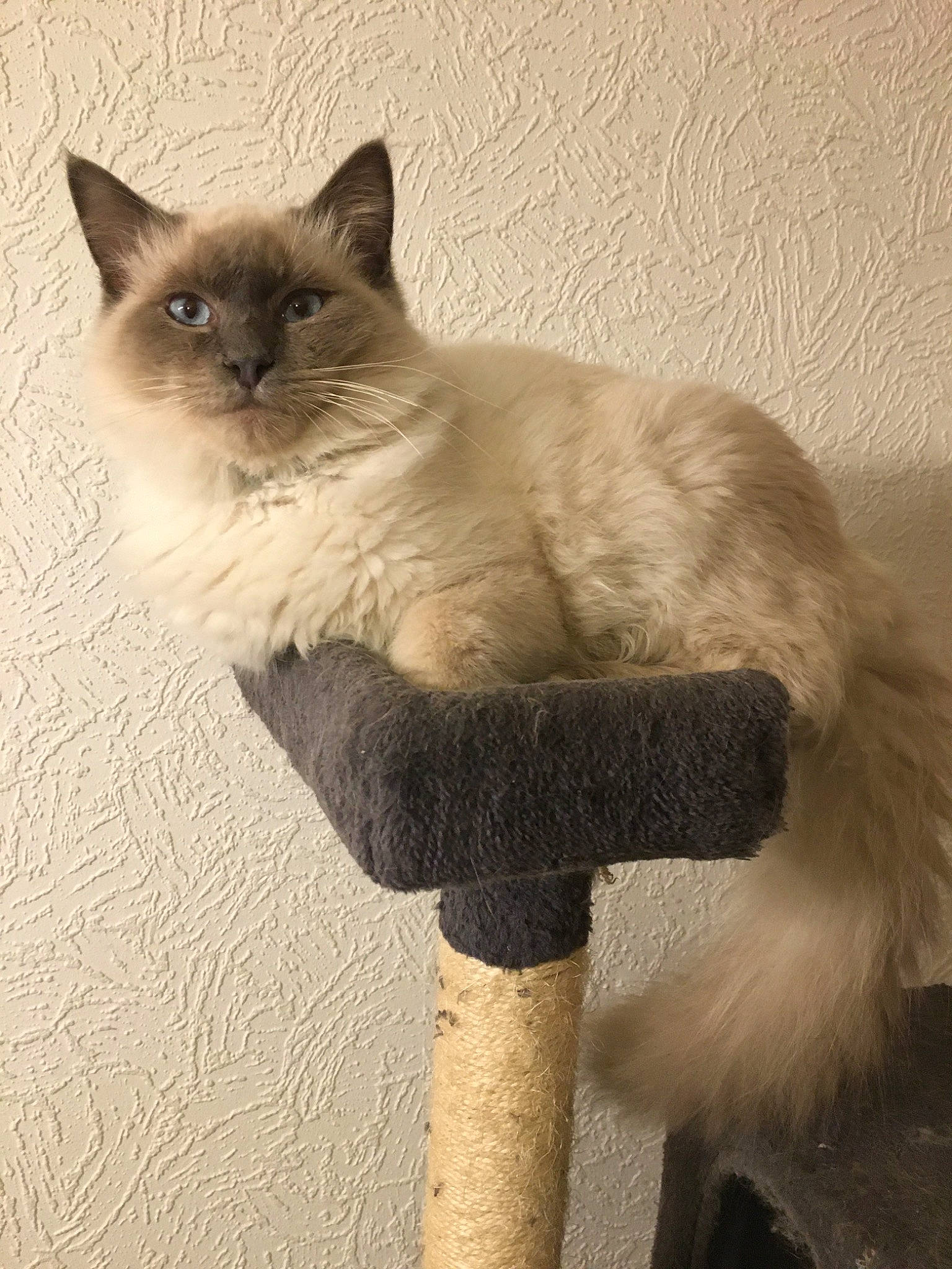 Shadow a rejoint le concours — aidez-le/la à gagner de superbes lots ! asian, balinese, birman, carnivore, cat, domestic_long_haired_cat, fawn, felidae, himalayan, mammal, ojos_azules, ragdoll, siamese, small_to_medium_sized_cats, snowshoe, tail, thai, tonkinese, vertebrate, whiskers