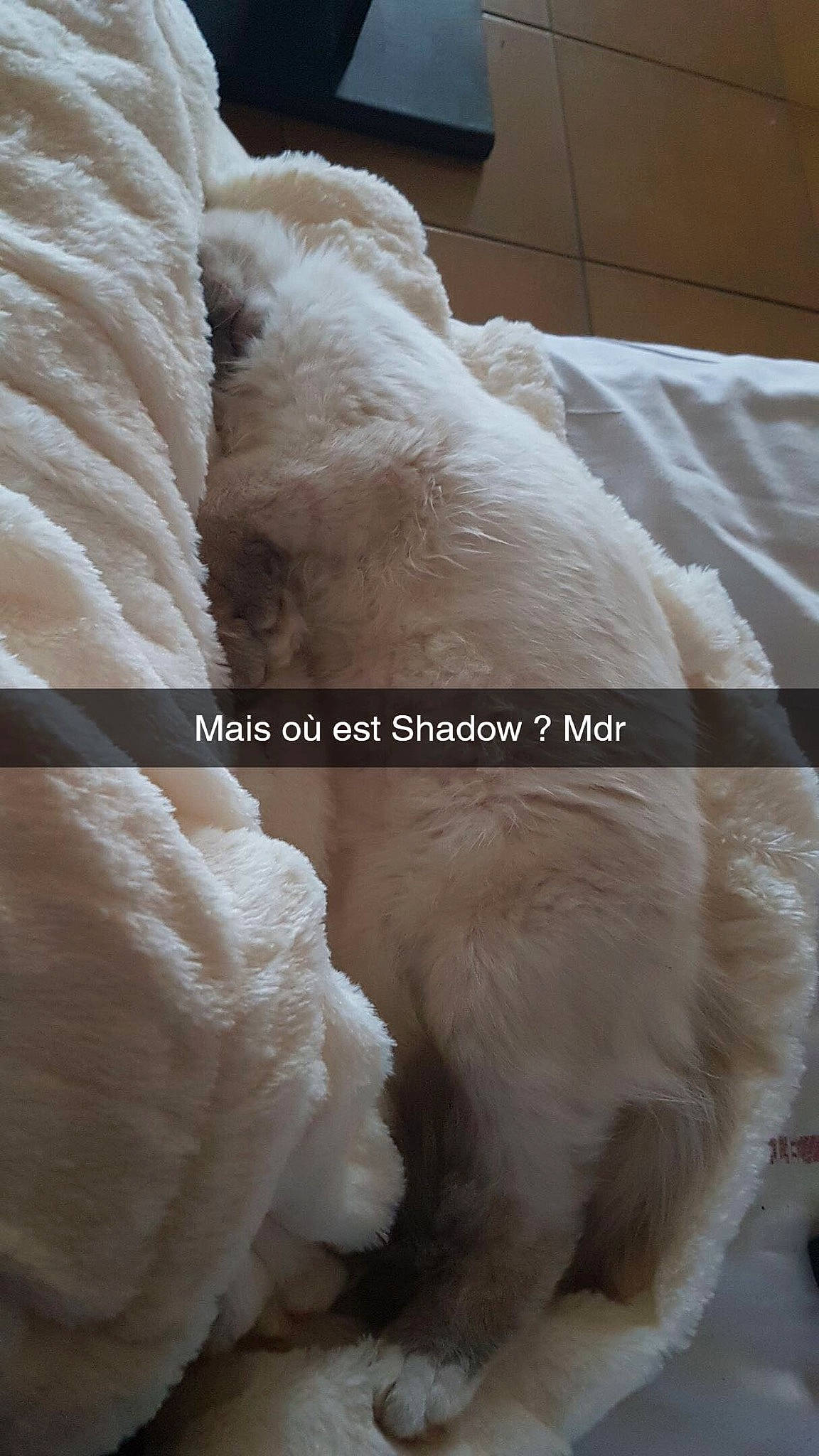 Shadow a rejoint le concours — aidez-le/la à gagner de superbes lots ! canidae, fawn, fur, sporting_group, wool